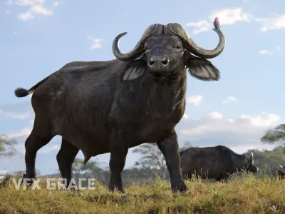 African Buffalo Syncerus Caffer Animated 3D model