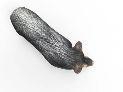 3D Black Wild Boar Rigged Low-poly 3D model