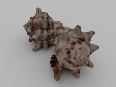 Seashell two sea shells 3D model