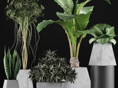 Plants Collection 42 3D model