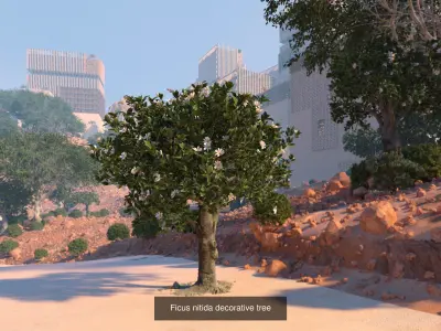 3 Ficus nitida trees 3D Model Collection