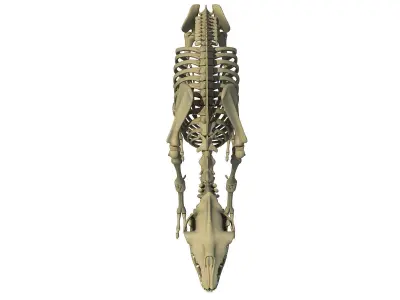 Full Body Camel Skeleton 3D model