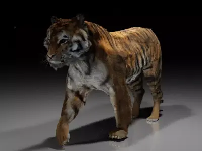 updated realistic siberian tiger 3d model 3D model
