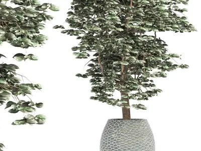 Plants Collection 152 Ligustrum 3D model