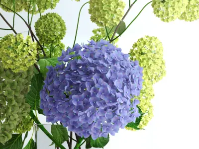 Hydrangeas and Viburnum  3D model