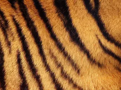 Tiger Skin Texture Pack  5 Variations  4K PBR Free 3D model