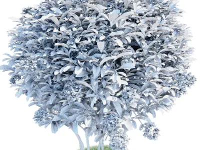 Photinia parachute 3D model