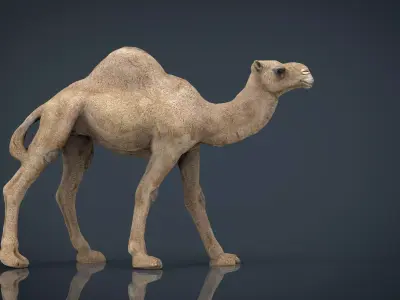 Camel Low-poly 3D model