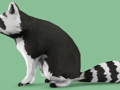 Raccoon Rigged Animated 3 Low-poly 3D model