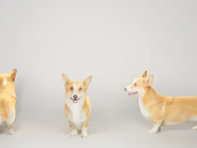 Corgi dog 01 Low-poly 3D model