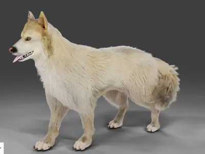 Fur Gray Wolf Rigged V02 in Blender Low-poly 3D model