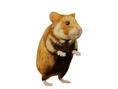 European Hamster Low-poly 3D model