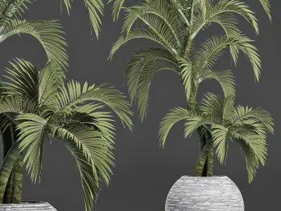Plants Collection 184 Palm 3D model