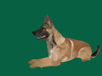 Belgian malinois 3D model