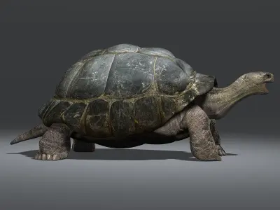 Tortoise ANIMATED 3D model