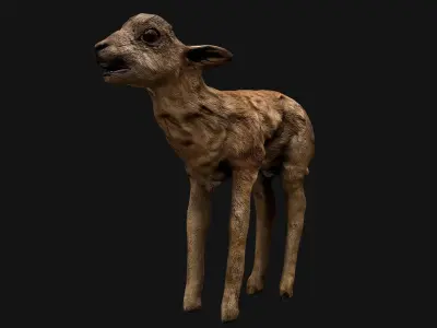 Fawn Deer Low-poly 3D model