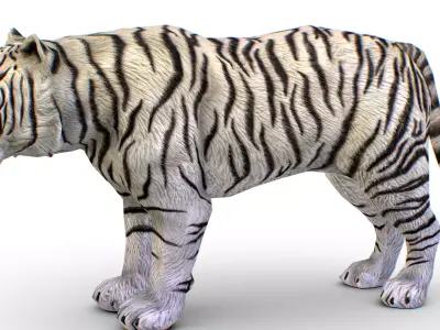 LowPoly Model A Realistic White Tiger Low-poly 3D model