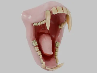 Monkey Macaque Teeth Low-poly 3D model