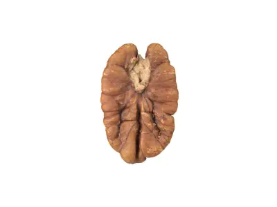 Photorealistic Pecan Nut 3D Scan 3D model