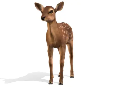 Red Deer Calf Low-poly 3D model