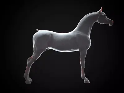 Horse Arabian  -  TPose 3D model