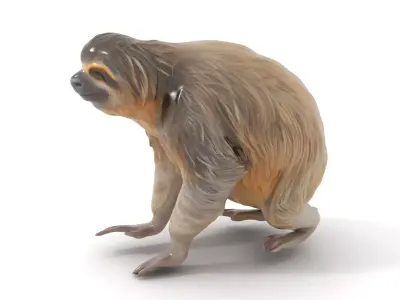 Realistic Sloth Fur model pack Low-poly 3D model