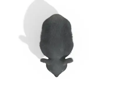 Koala High resolution Australian Animal Low-poly 3D model