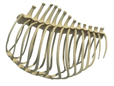 Animal Rib Cage  3D model