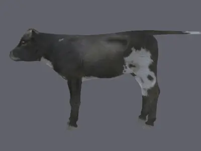3D animal cow   calf    bull maya fbx  3D model