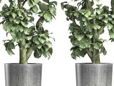 Plants Collection 144 Sageretia Theezans 3D model