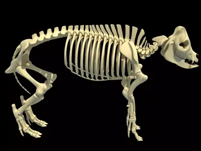Pig Skeleton 3D model