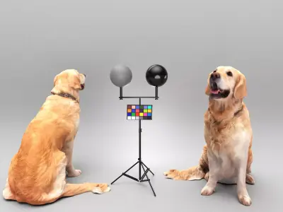 Golden retriever dog 23 Low-poly 3D model