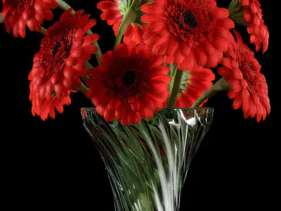 RED GERBERA 3D model
