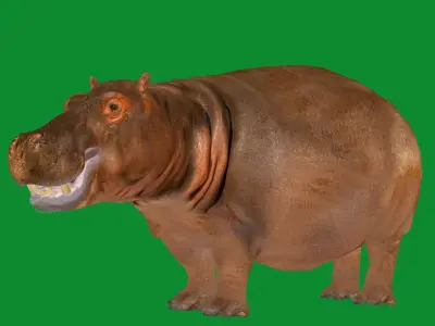 Hippopotamus Amphibius Low-poly 3D model