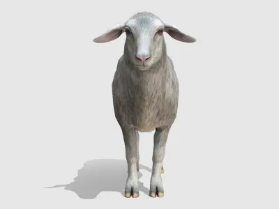 Sheep Low-poly 3D model