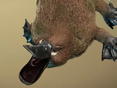 Platypus  3D model
