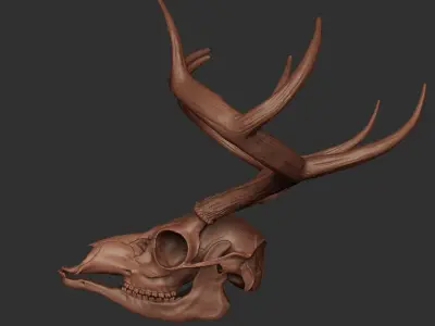 Deer Antler 01 Highpoly 3D model