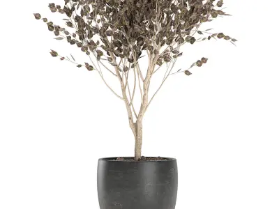 Tree in a black pot for the interior 699 3D model
