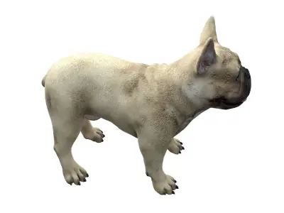 French Bulldogl 3D model