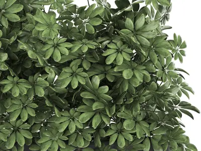 Decorative Schefflera in flowerpots 767 3D model