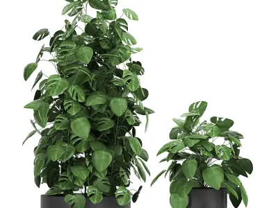 Monstera in a pot for the interior 775 3D model