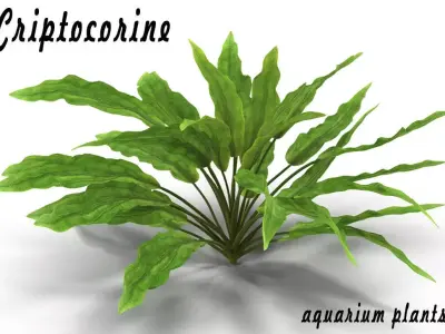 Criptocorine plant 3D model
