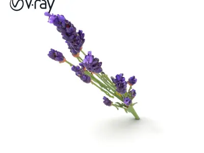 Lavender Flower Detailed Sculpture model pack Low-poly 3D model