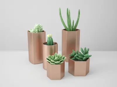 Sedum Golden Glow Copper Potted Cacutus 3D model