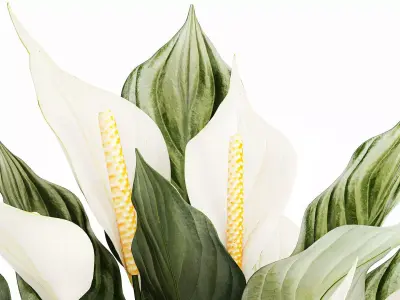 Realistic Bouquet Vase Green Leaves Spathiphyllum 614 3D model