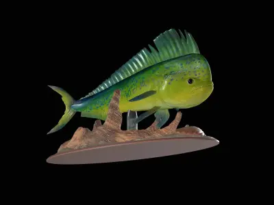 fish mahi mahi in motion underwater statue detailed texture  3D print model