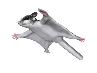 Sugar Glider Low-poly 3D model