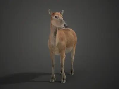Female Deer 2 Animations  VFX Grace 3D model
