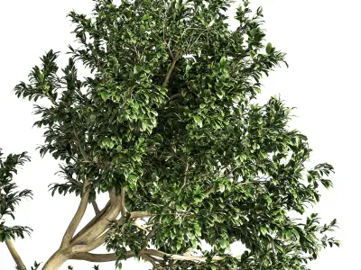 Garden set bush and Tree Set07 3D model
