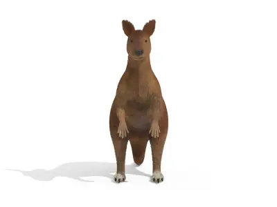 Kangaroo High Poly Australian Animal 3D model